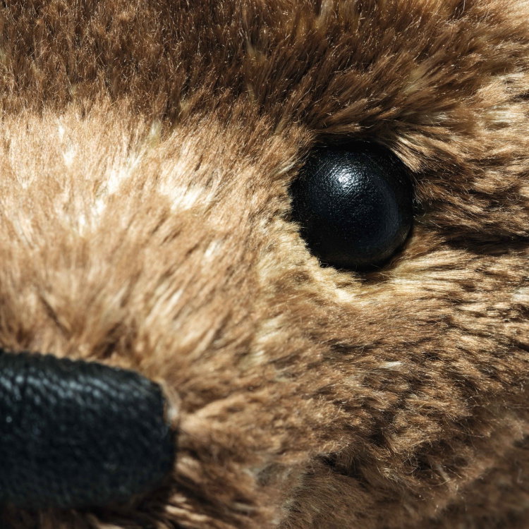 55PB Teddy bear