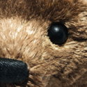 55PB Teddy bear