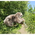 Плюшен Ленивец Rappa