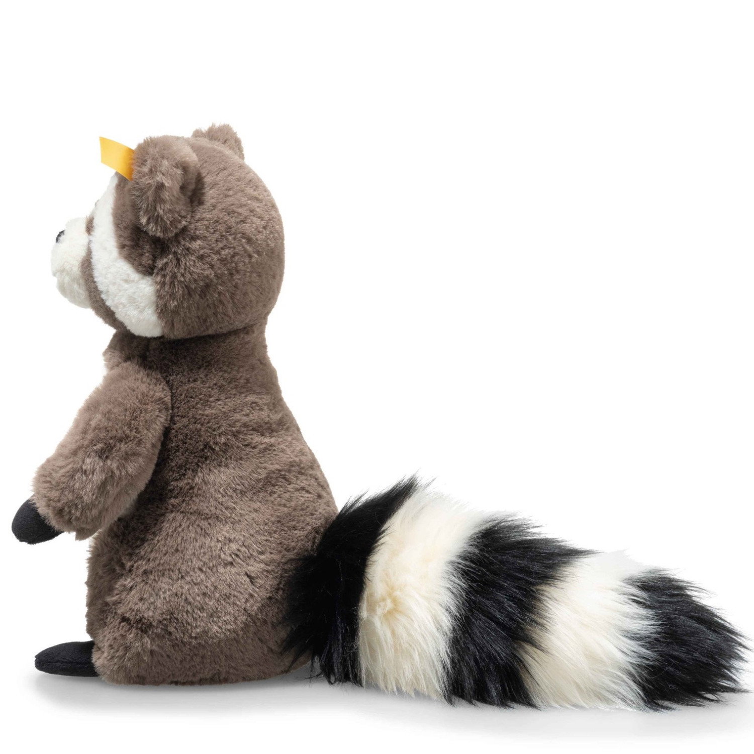 Pedro racoon