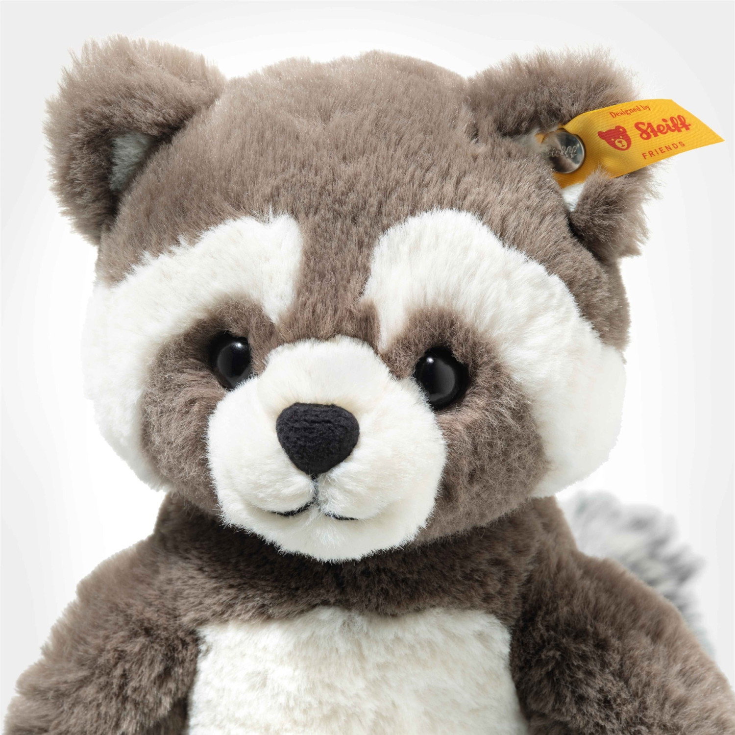 Pedro racoon